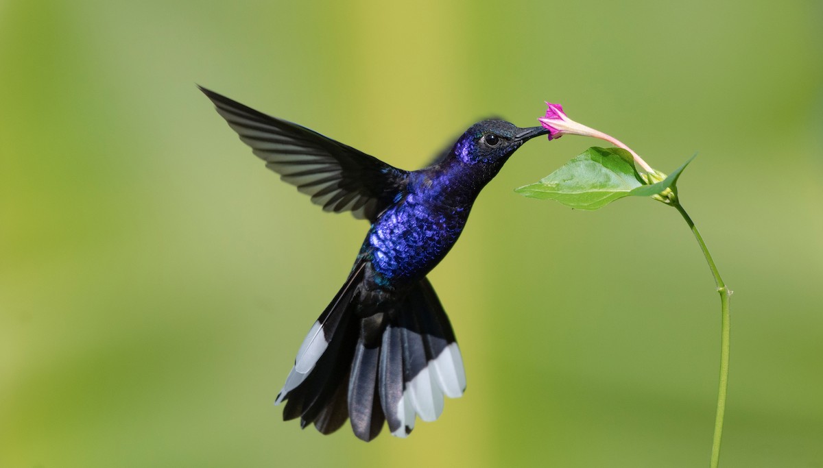 Colibrí Morado - ML346850981