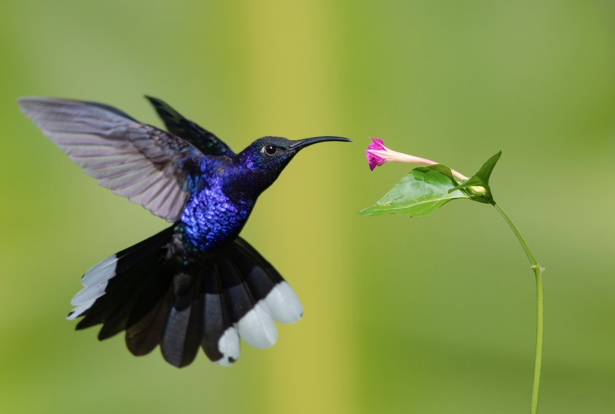 Colibrí Morado - ML346850991