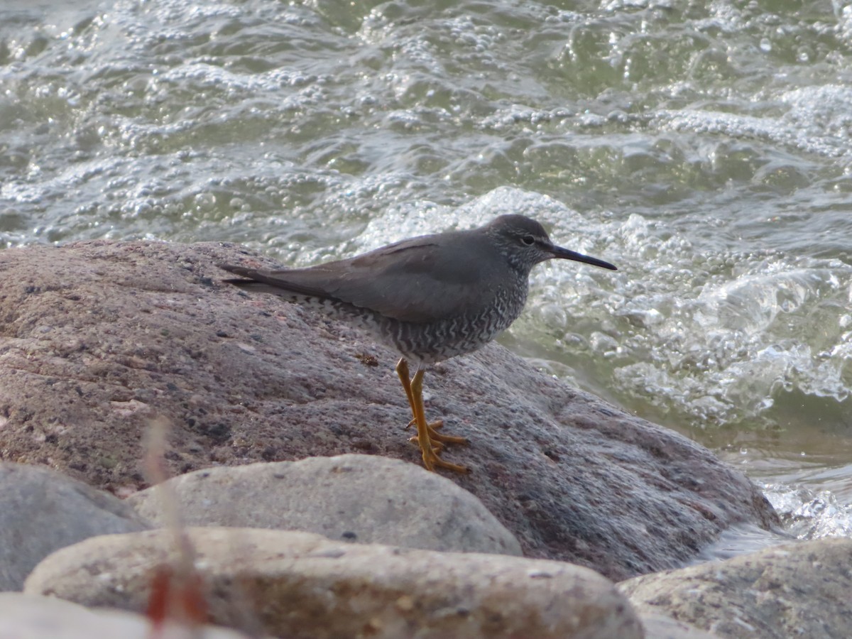 Wandering Tattler - ML346851101