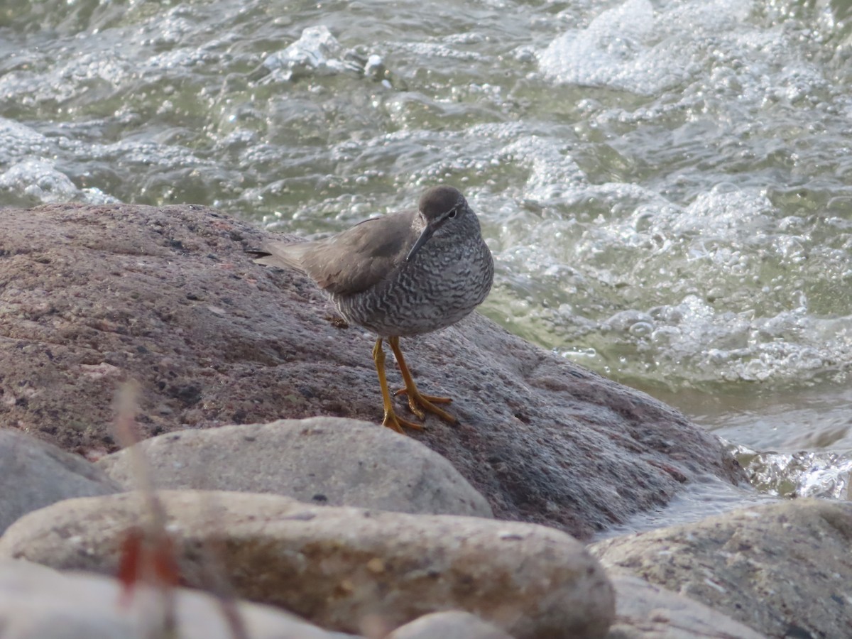 Wandering Tattler - ML346851111