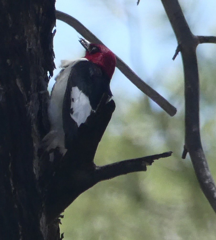 Red-headed Woodpecker - ML346851151