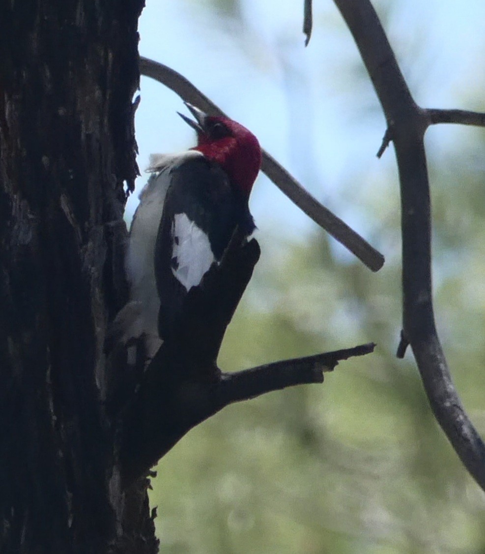 Red-headed Woodpecker - ML346851161