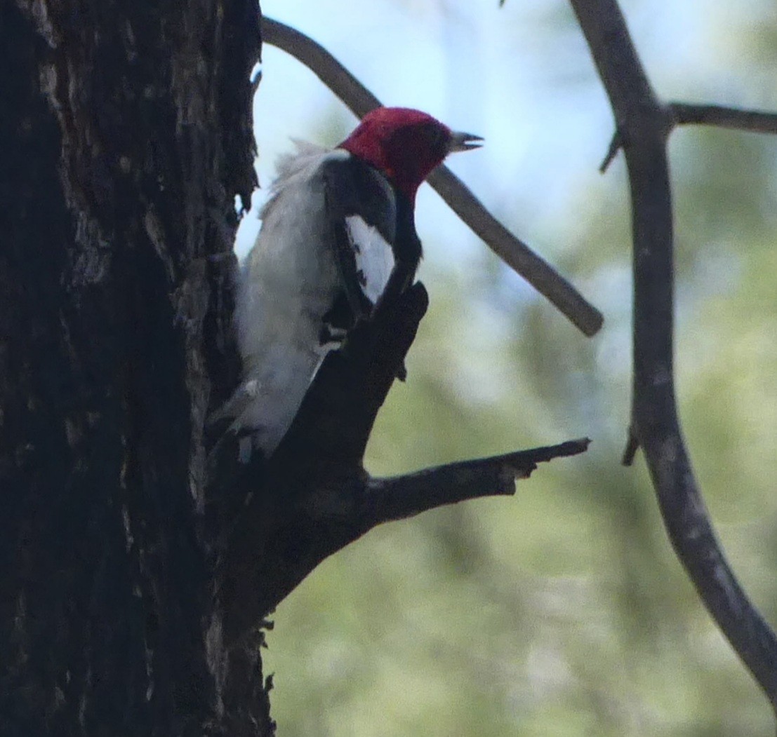 Red-headed Woodpecker - ML346851171
