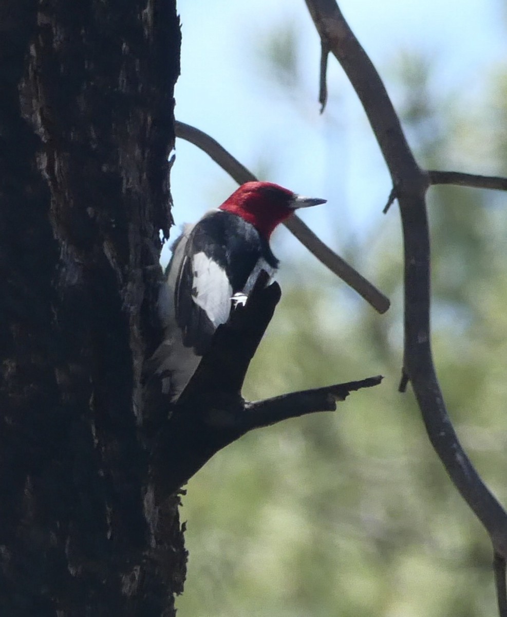 Red-headed Woodpecker - ML346851181