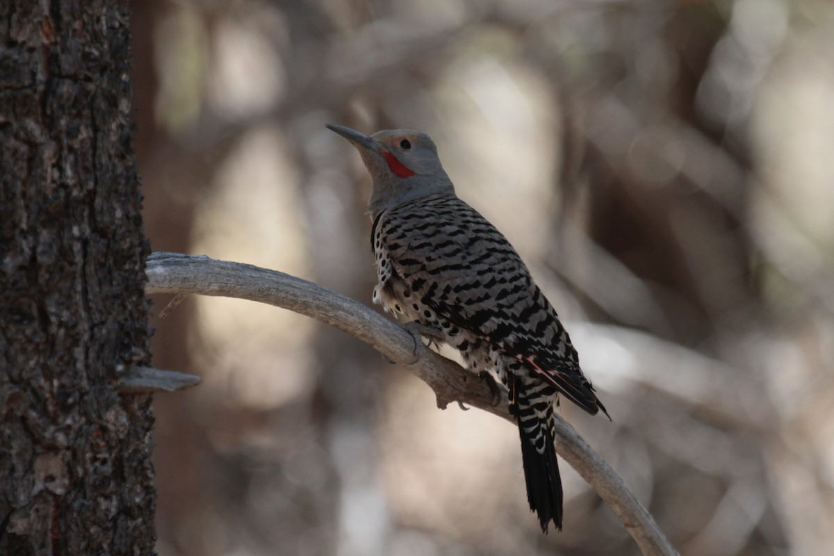Northern Flicker (Red-shafted) - Daniel George