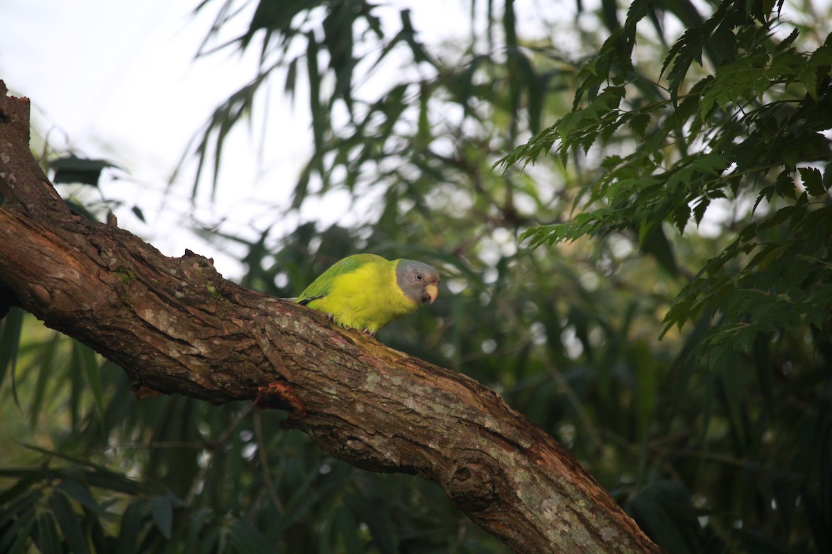 Plum-headed Parakeet - ML346852091