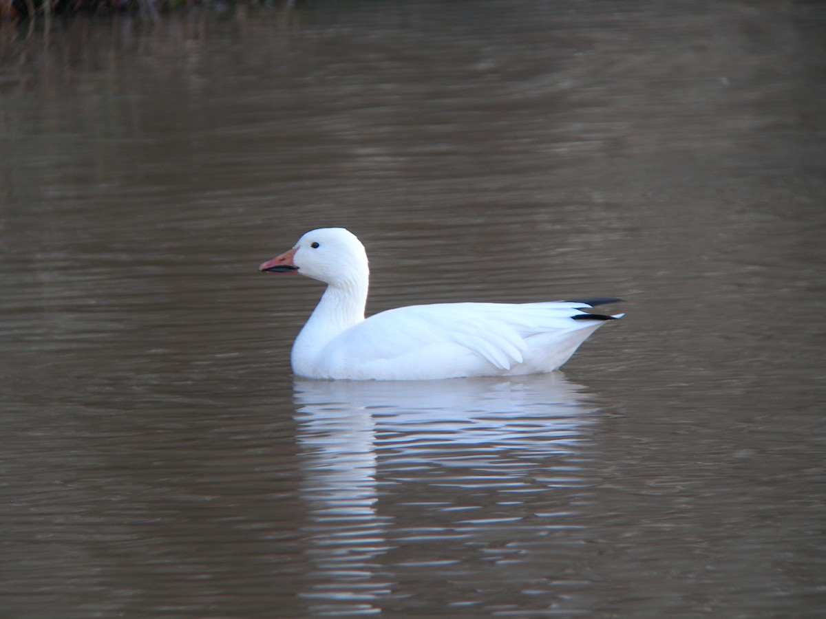 Snow Goose - ML34685301