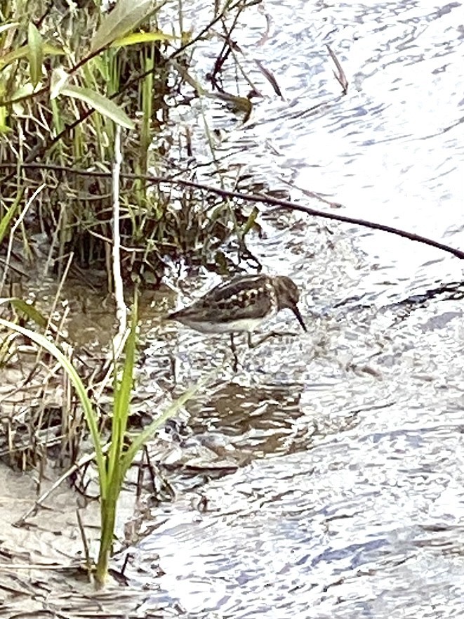 Least Sandpiper - ML346853561