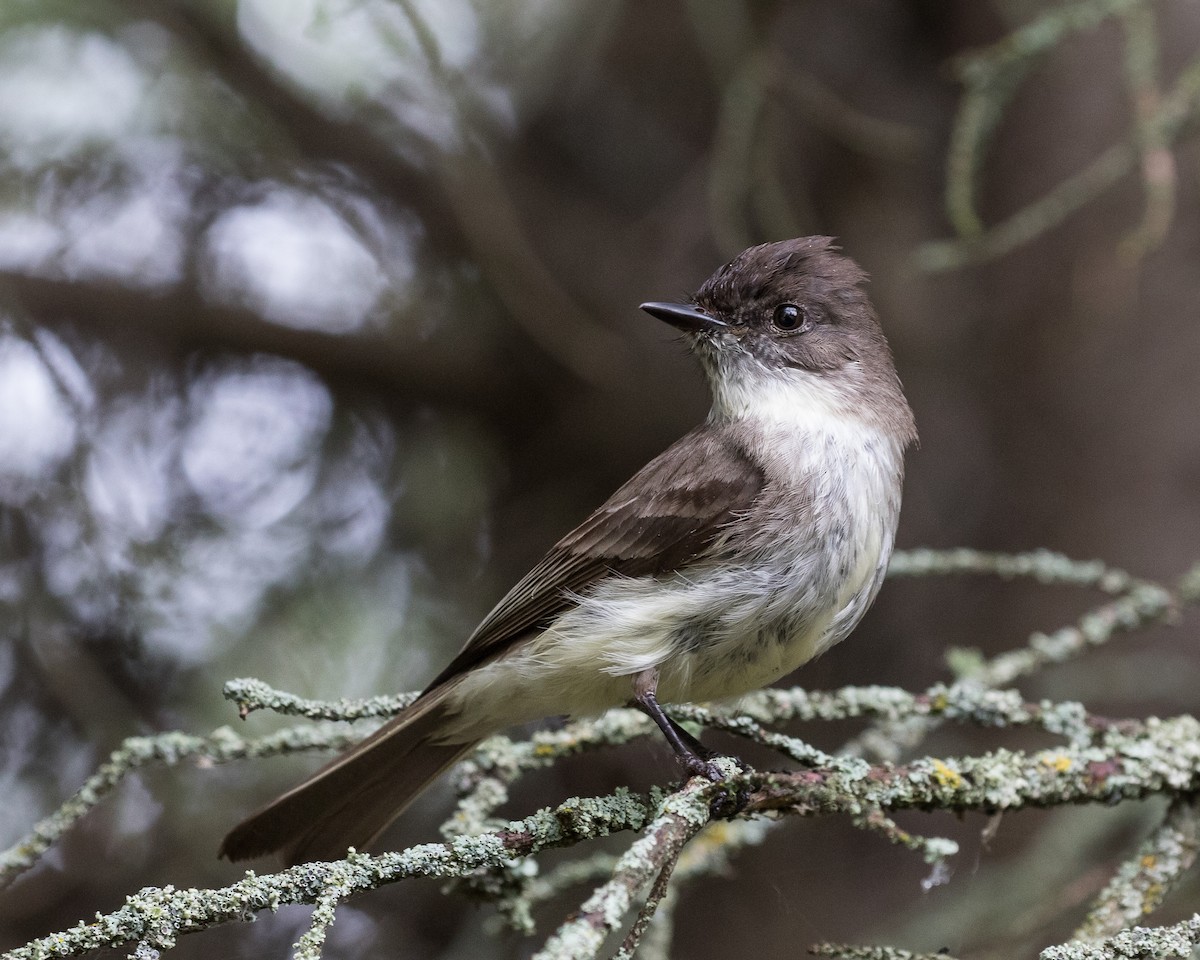 Eastern Phoebe - ML346854031