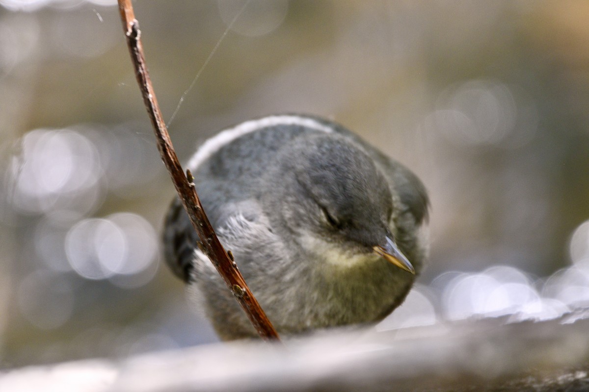 American Dipper - ML346855521