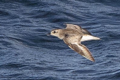 Black-bellied Plover - ML346855561
