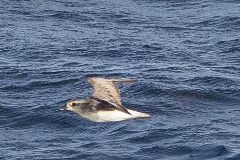 Black-bellied Plover - ML346855581