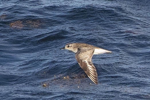 Black-bellied Plover - ML346855591