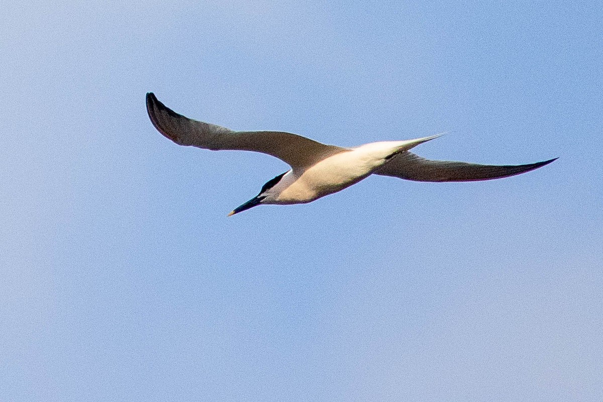 Sandwich Tern - ML346855621