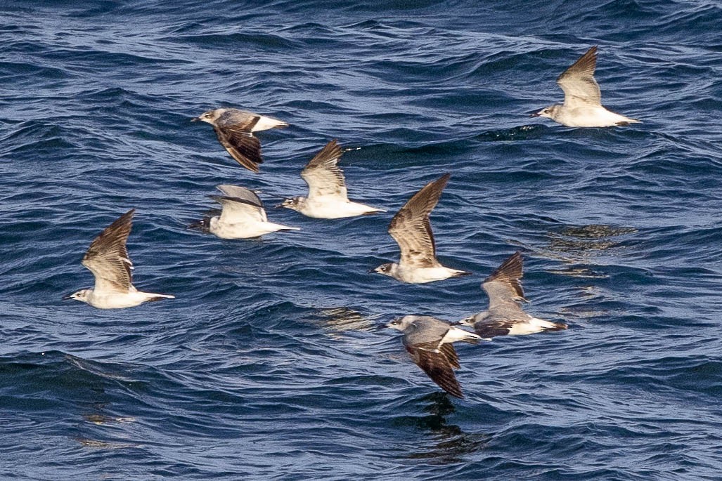 Laughing Gull - ML346855671