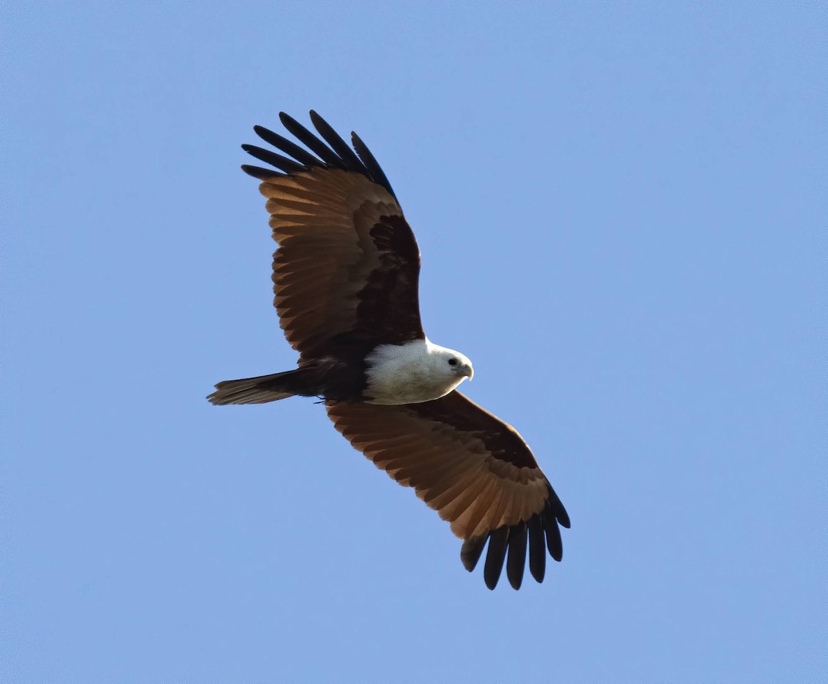 Brahminy Kite - ML346855891