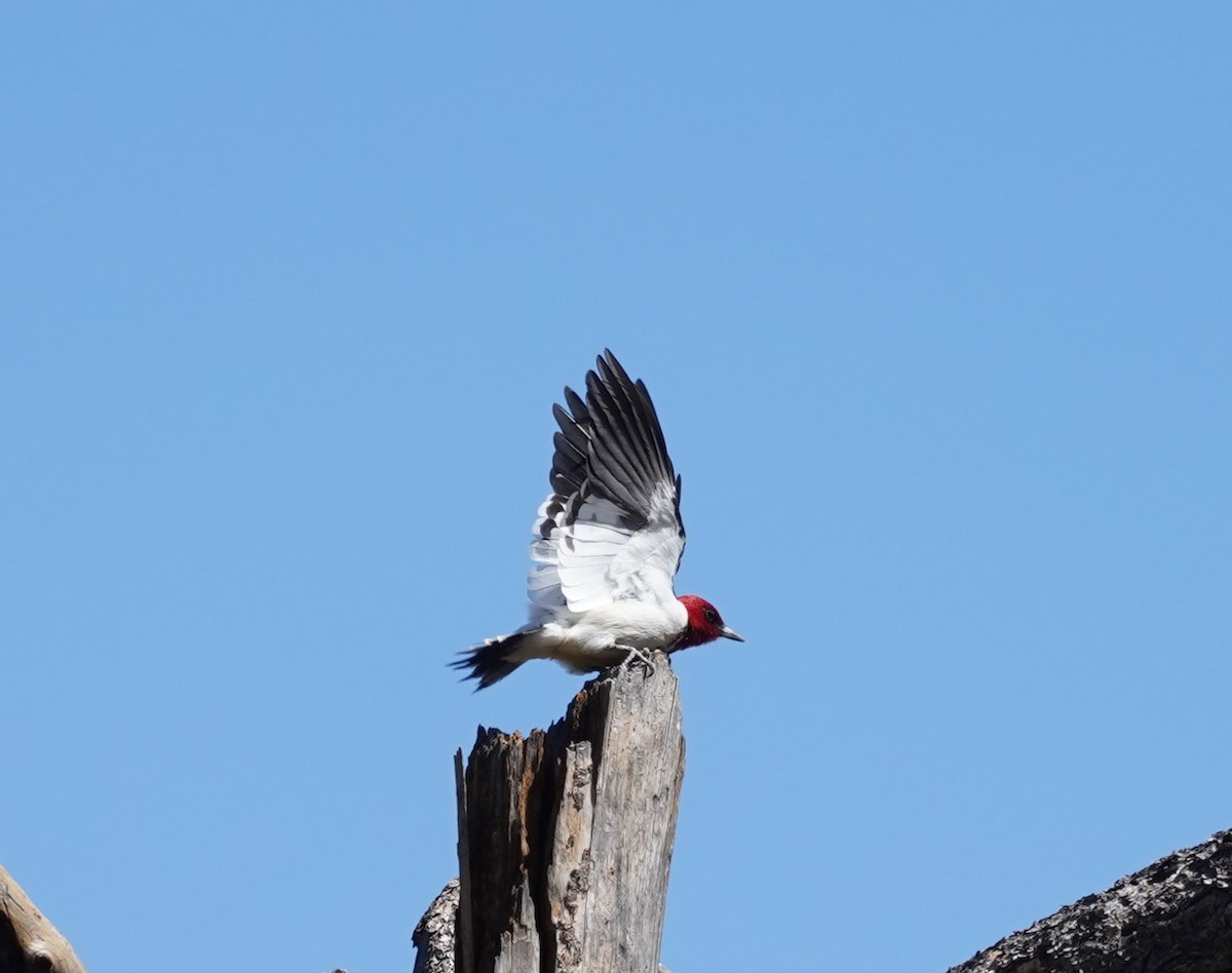 Red-headed Woodpecker - ML346857291