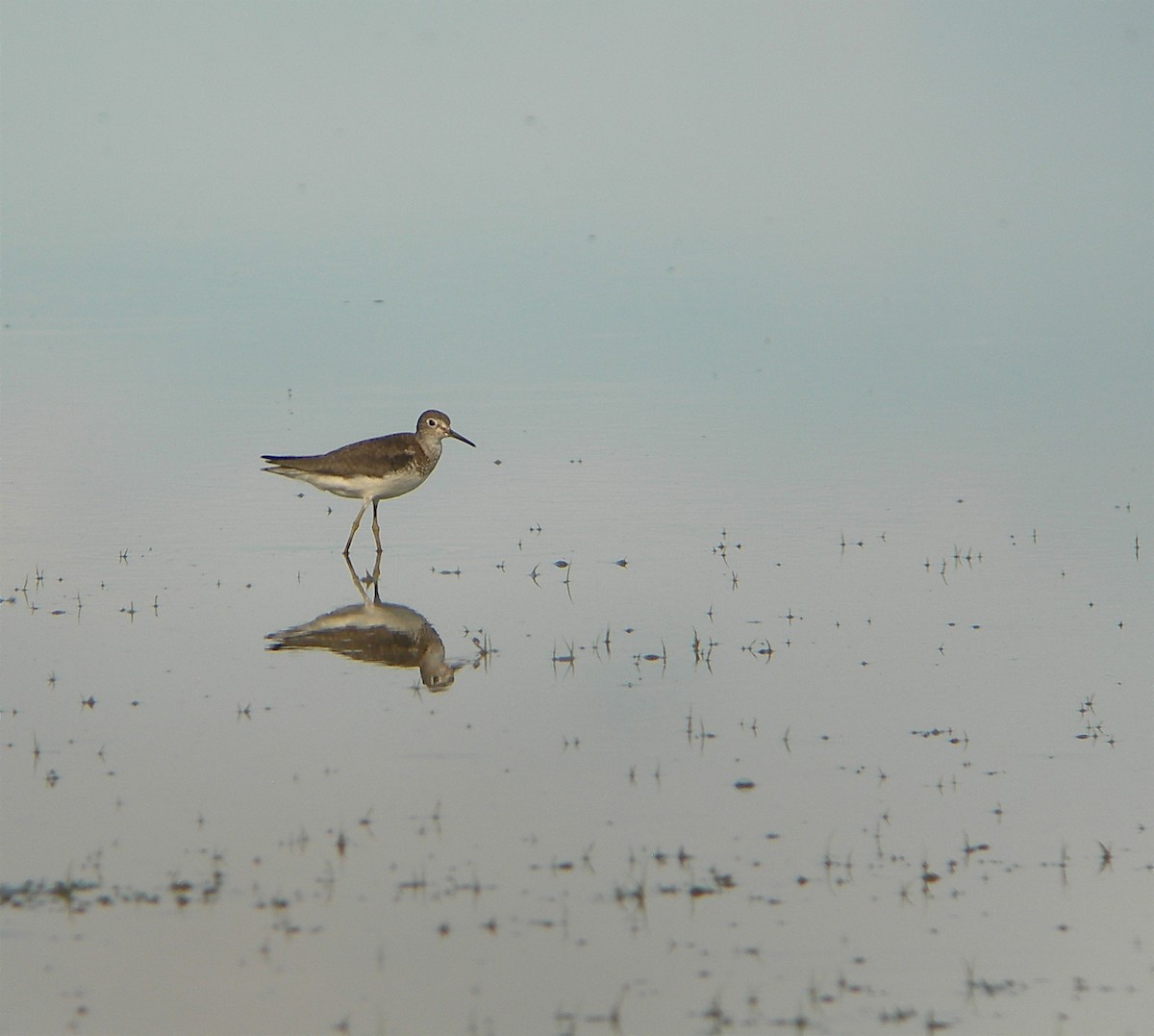Solitary Sandpiper - ML34685731