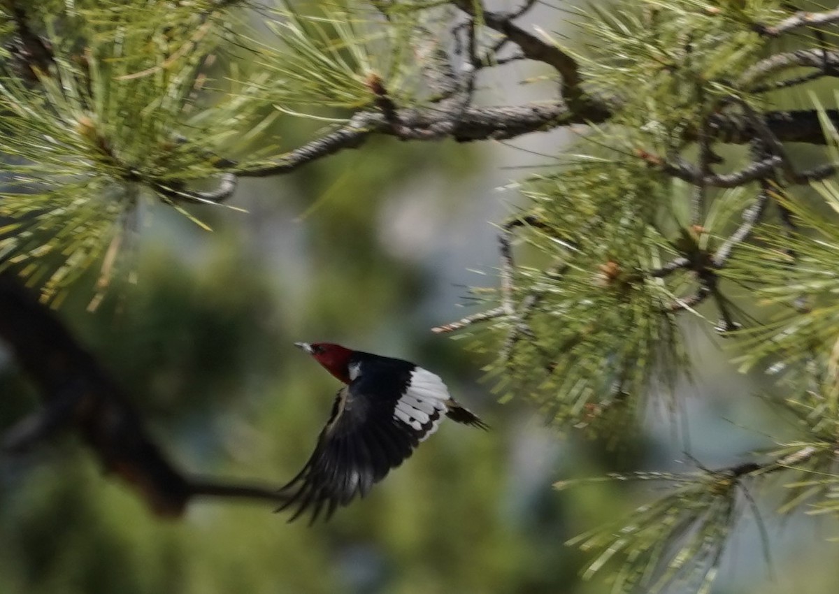 Red-headed Woodpecker - ML346858001