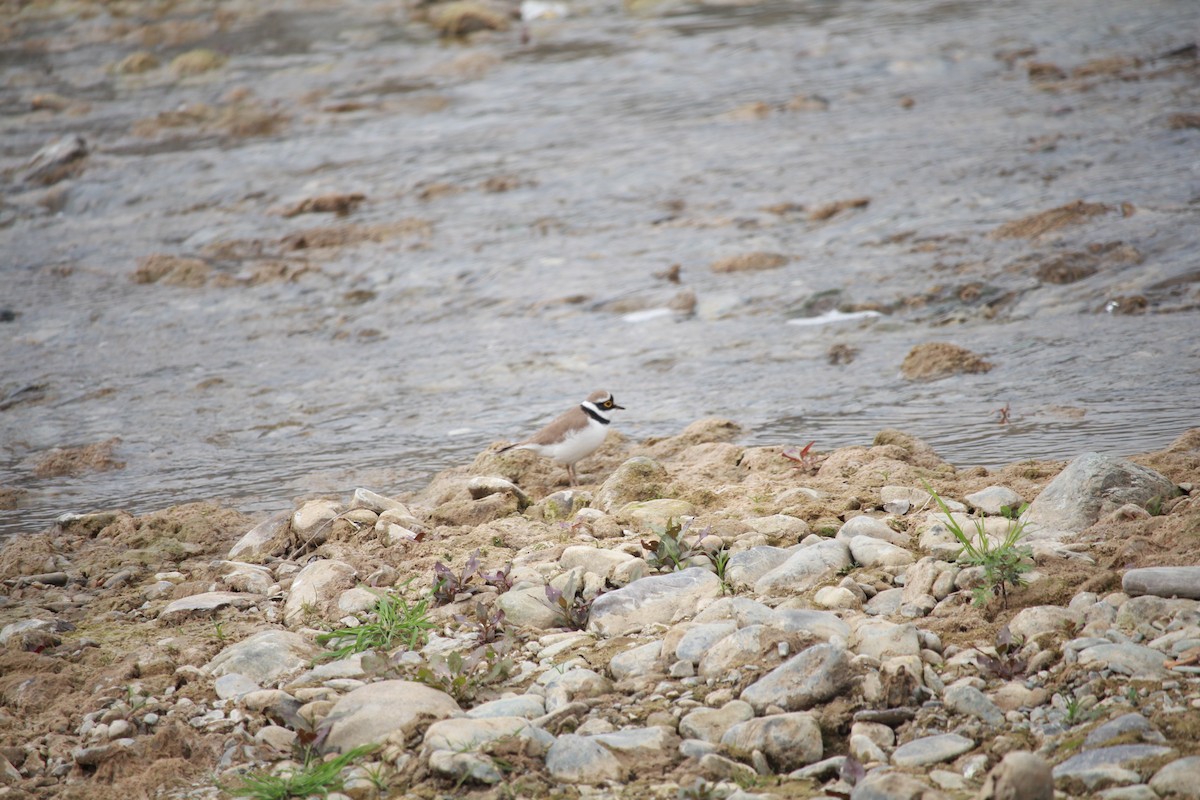 Little Ringed Plover - Vipin Rao