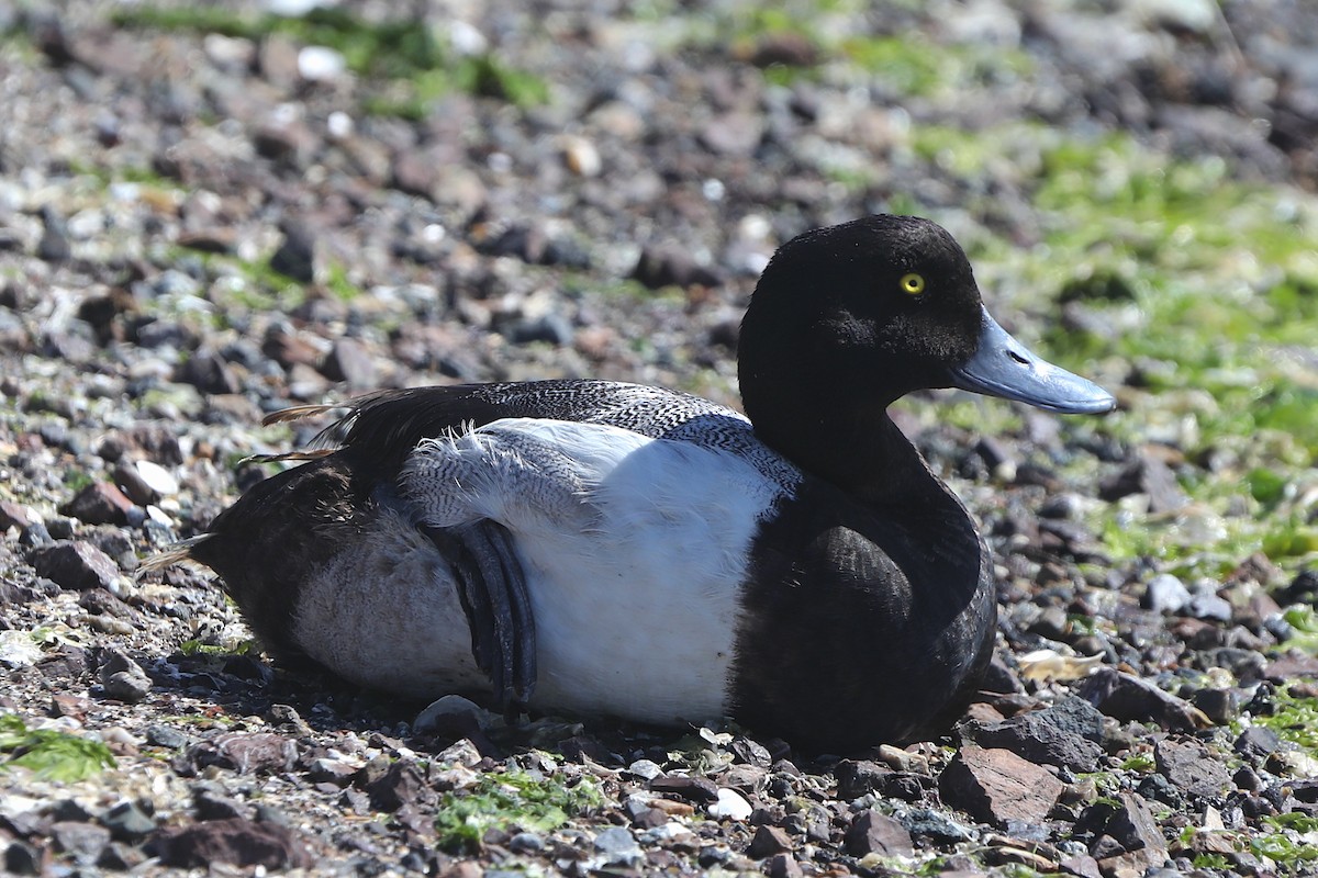 Greater Scaup - Aaron Maizlish