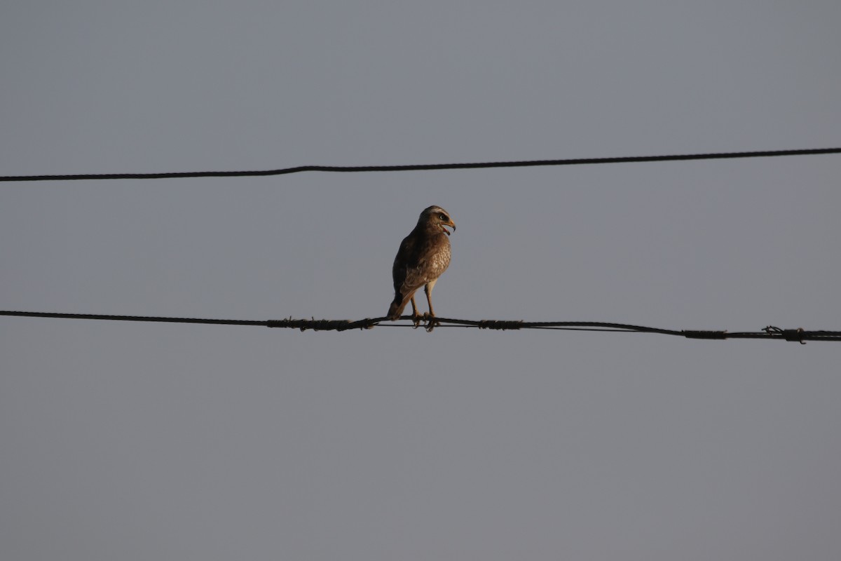 White-eyed Buzzard - ML346863071