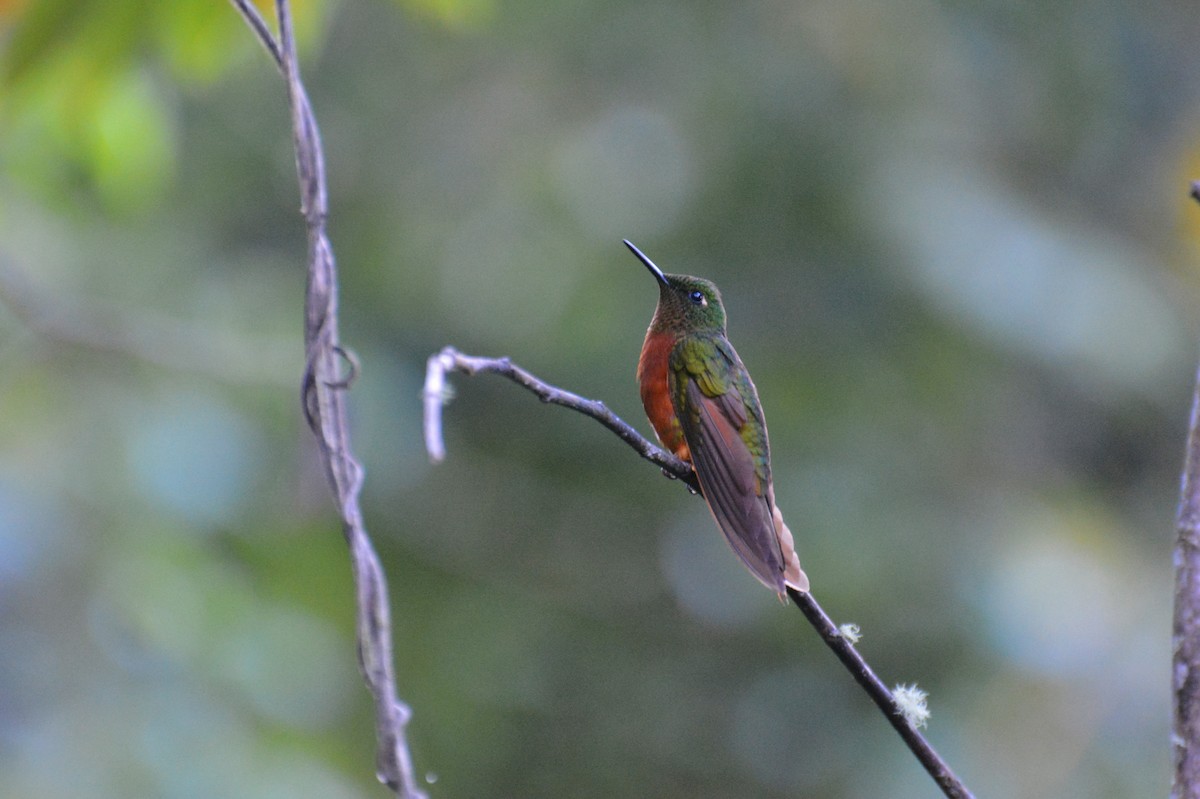 Chestnut-breasted Coronet - ML34687121