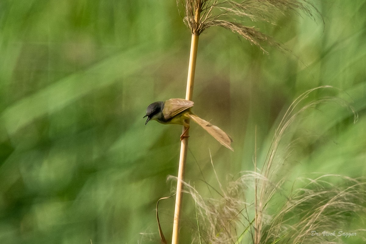 Prinia Cenicienta - ML346871561