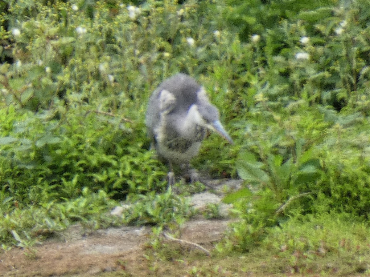 Gray Heron - Mike Tuer