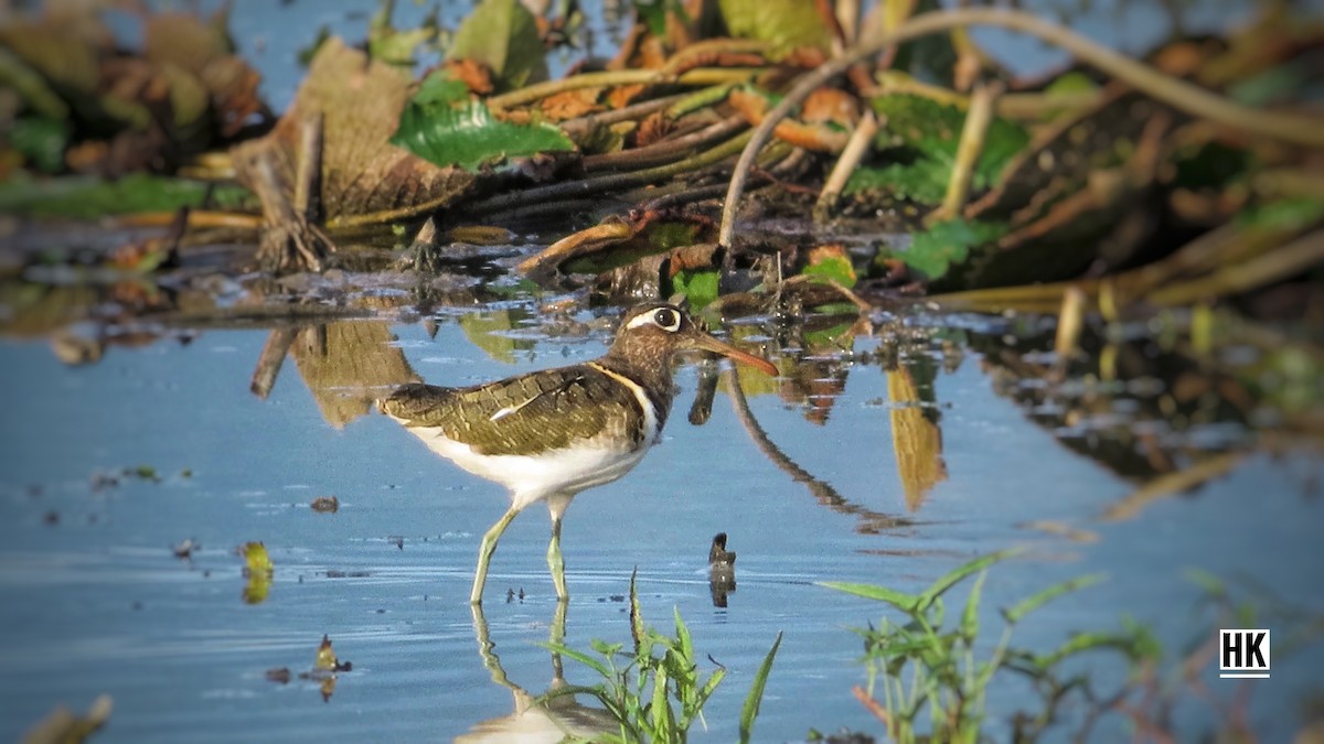 Greater Painted-Snipe - ML346873541