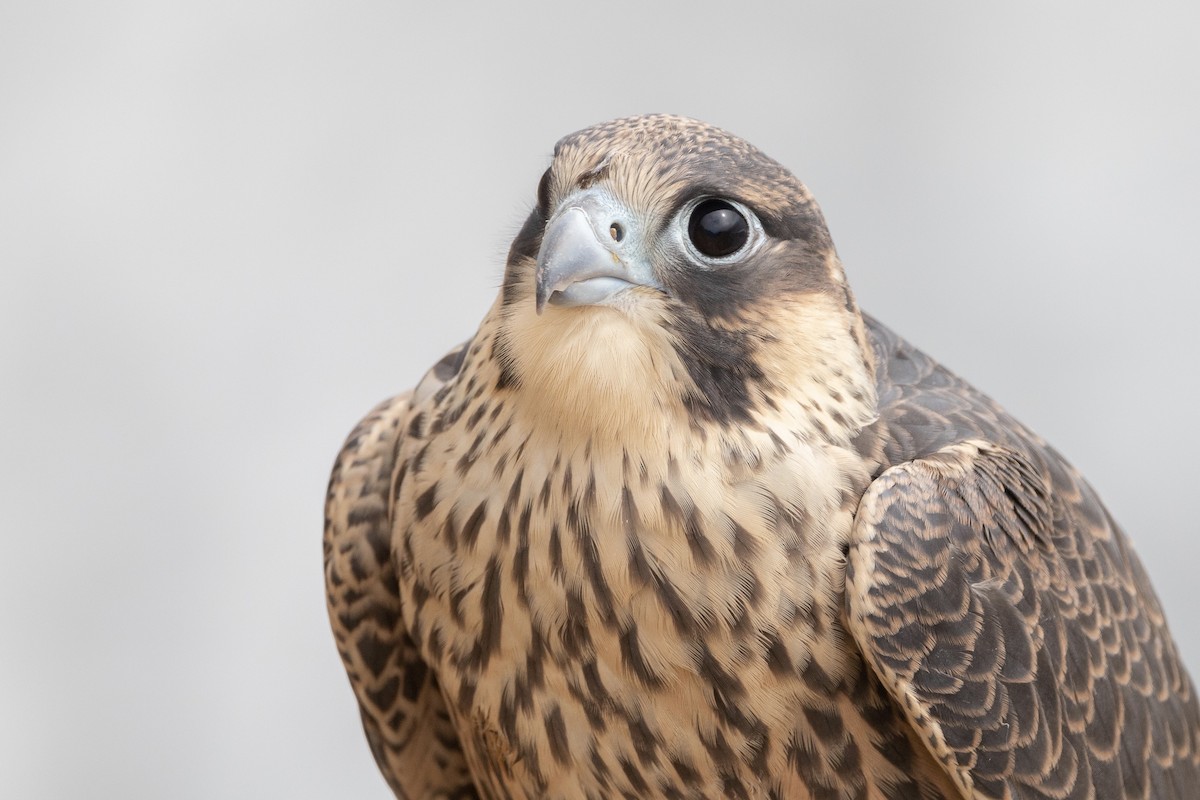 Peregrine Falcon - ML346873751