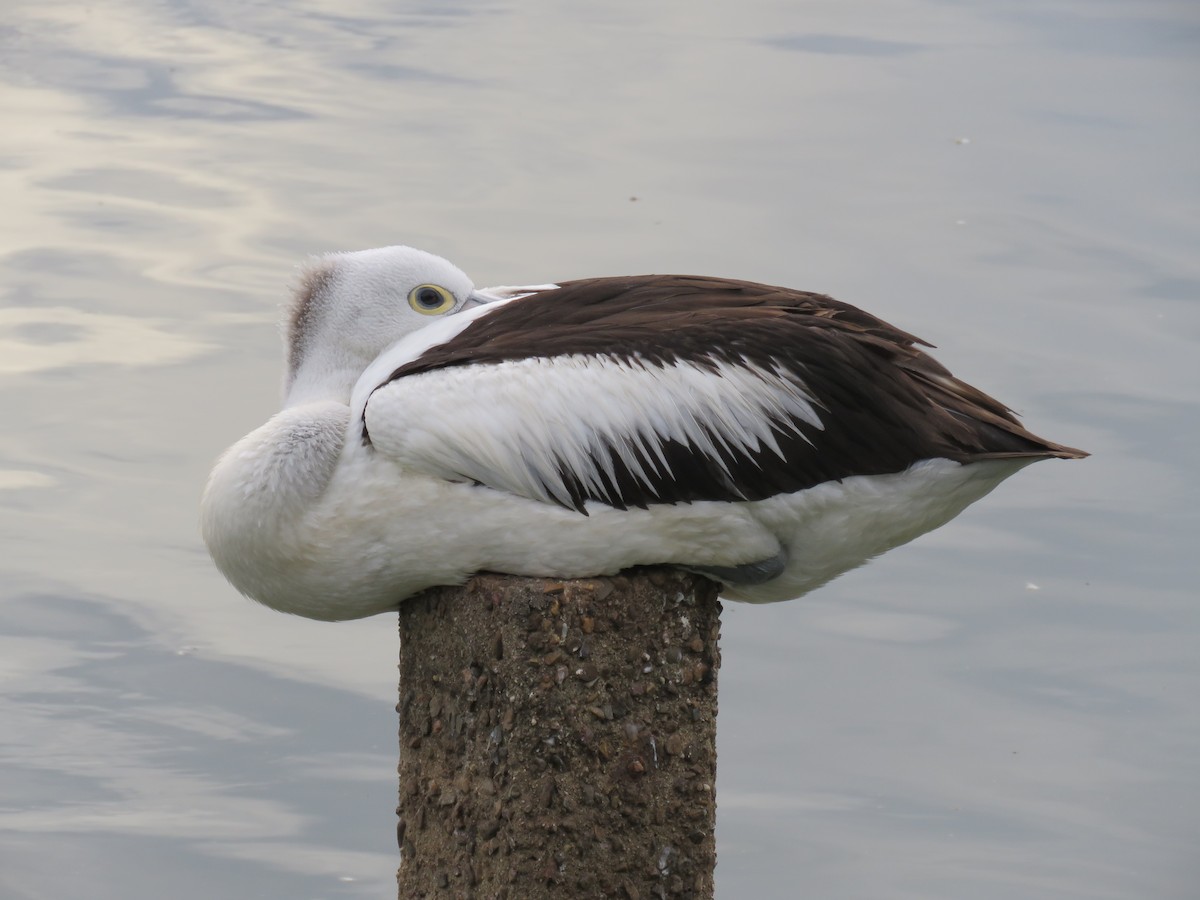 Australian Pelican - ML346873981