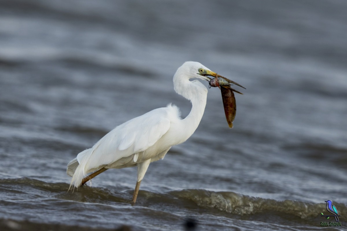 Great Egret - Sunil Singhal