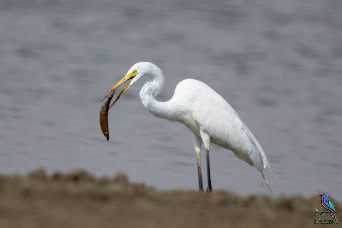 Great Egret - Sunil Singhal