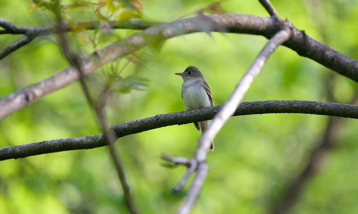 Acadian Flycatcher - ML346875541