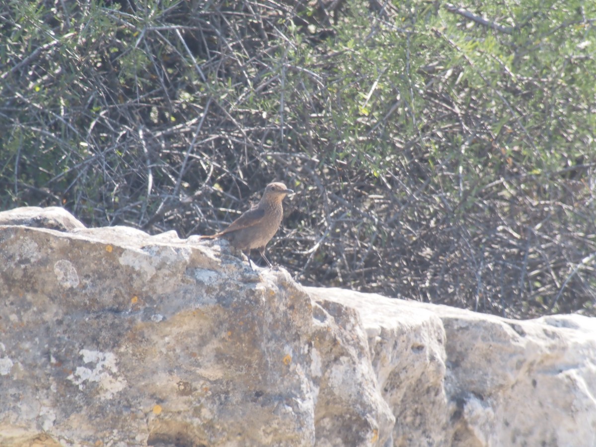 Rufous-tailed Rock-Thrush - ML346877021