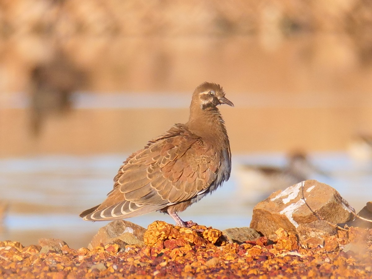 Flock Bronzewing - ML346877281