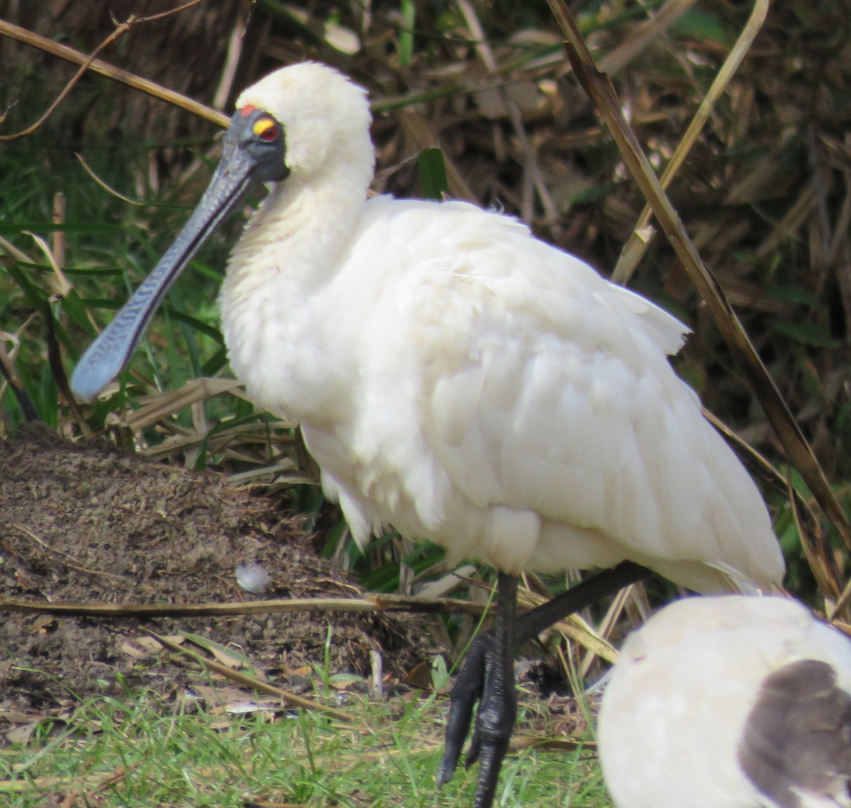 Royal Spoonbill - ML346877371