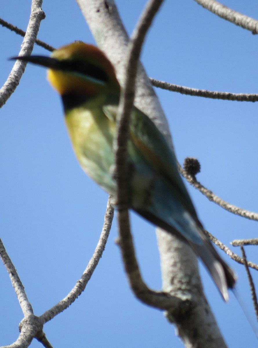 Rainbow Bee-eater - ML346877521