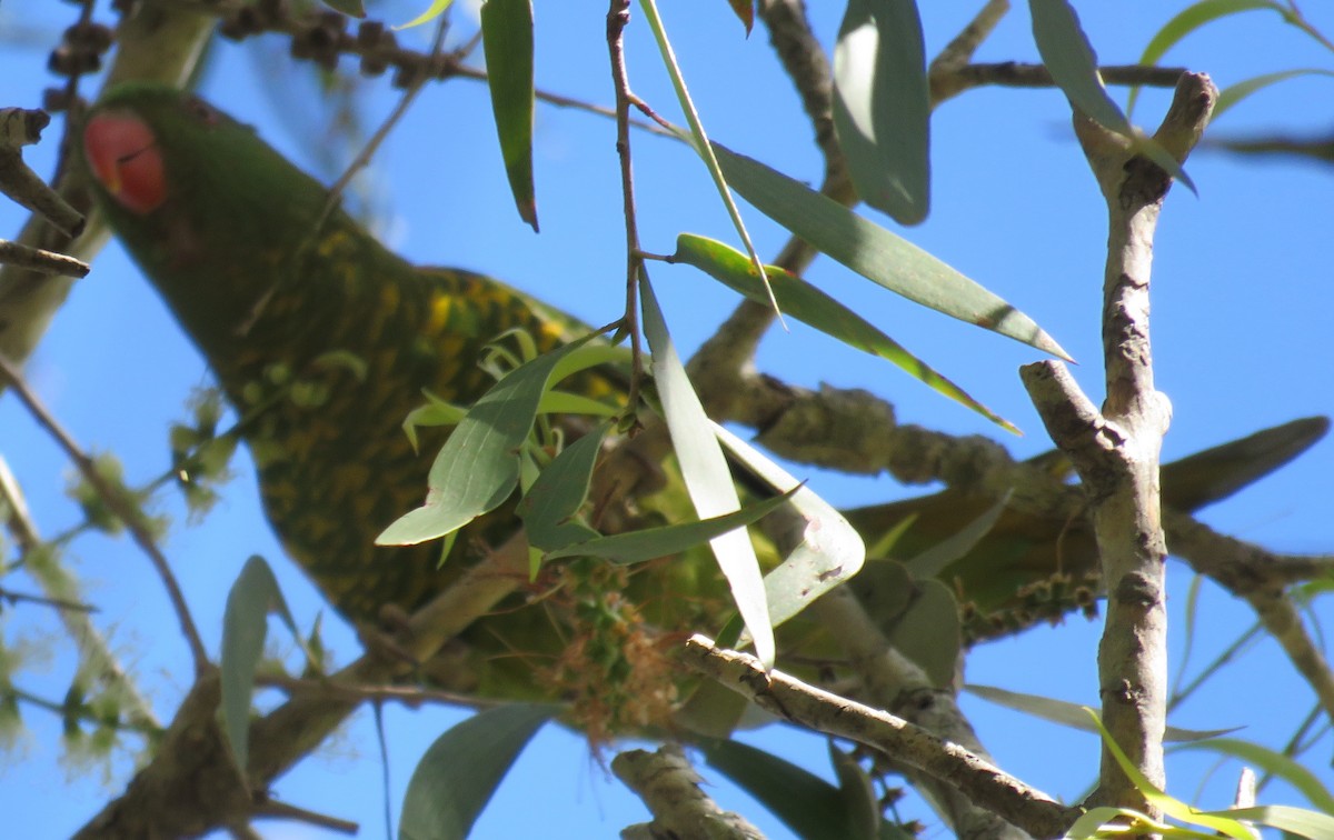 Scaly-breasted Lorikeet - ML346877561