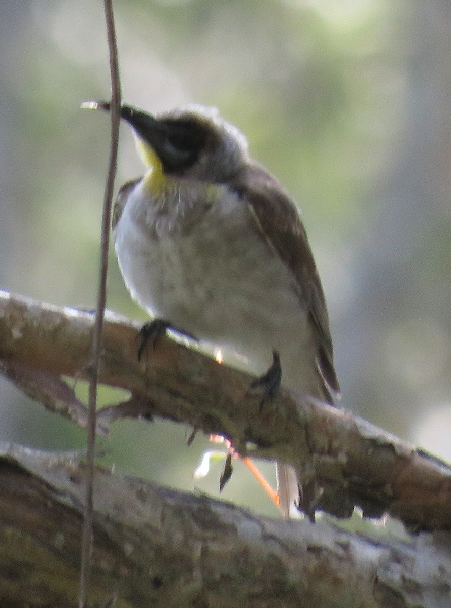 Little Friarbird - ML346877641