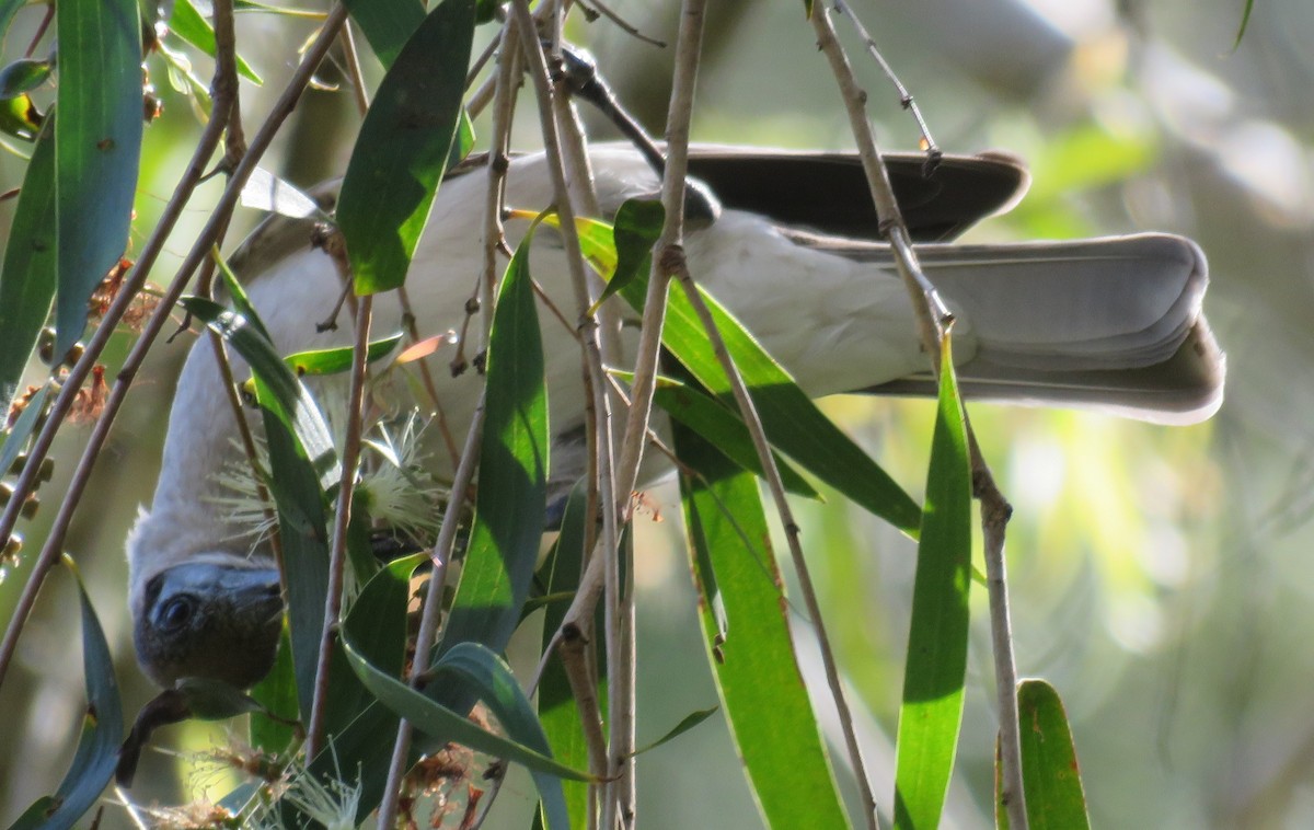 Little Friarbird - ML346877651