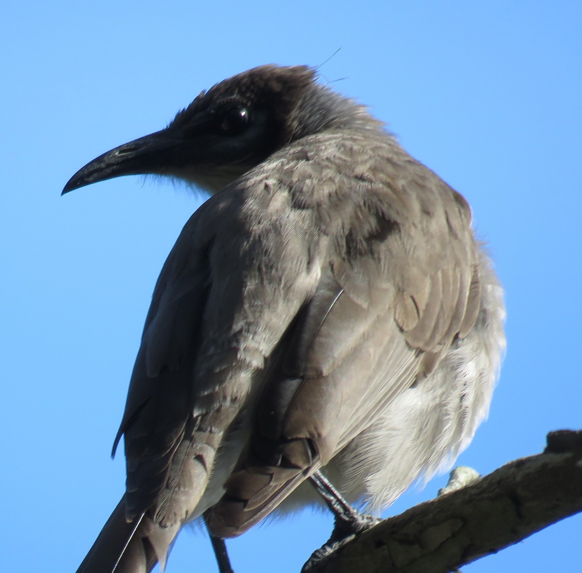 Little Friarbird - ML346877681