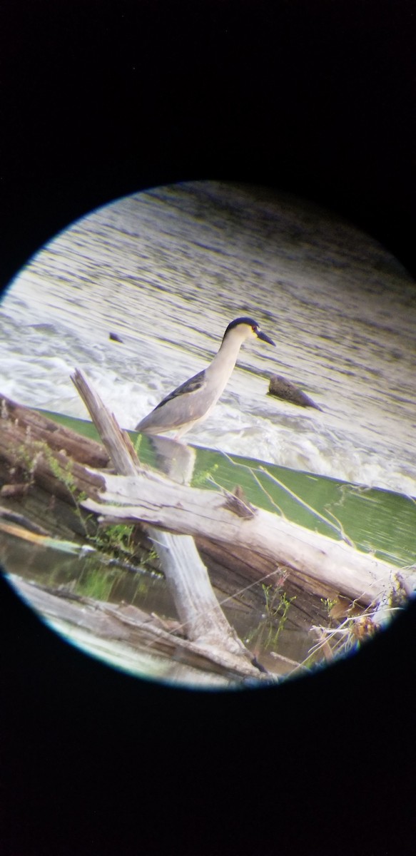 Black-crowned Night Heron - ML346879981