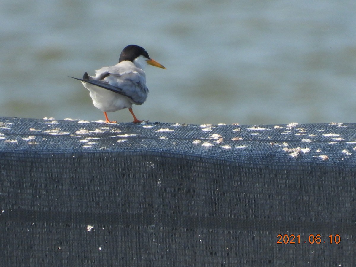 Little Tern - mingyi wu