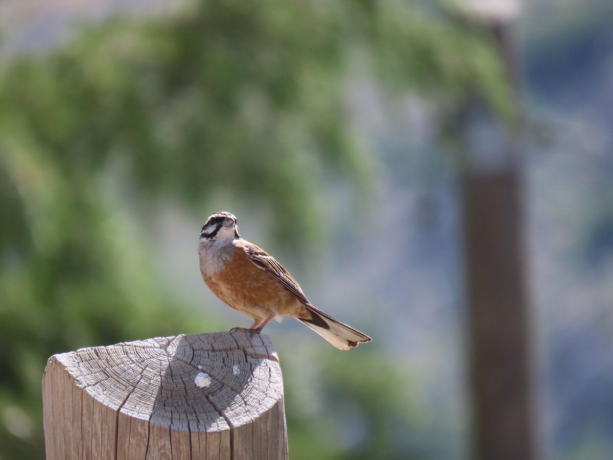 Rock Bunting - ML346880631