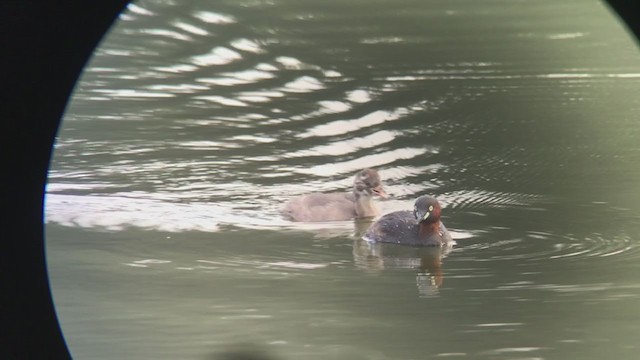 Little Grebe (Little) - ML346880971