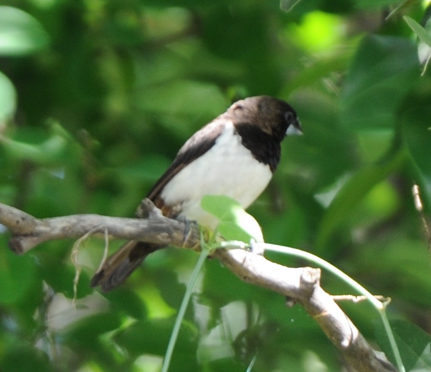 White-rumped Munia - ML346881211