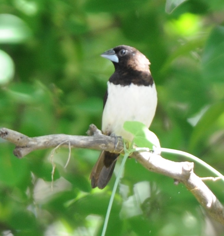 White-rumped Munia - ML346881221