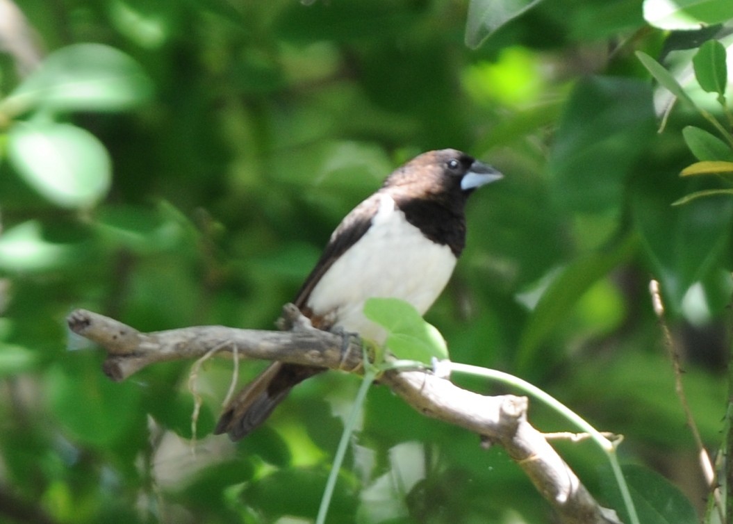 White-rumped Munia - ML346881231